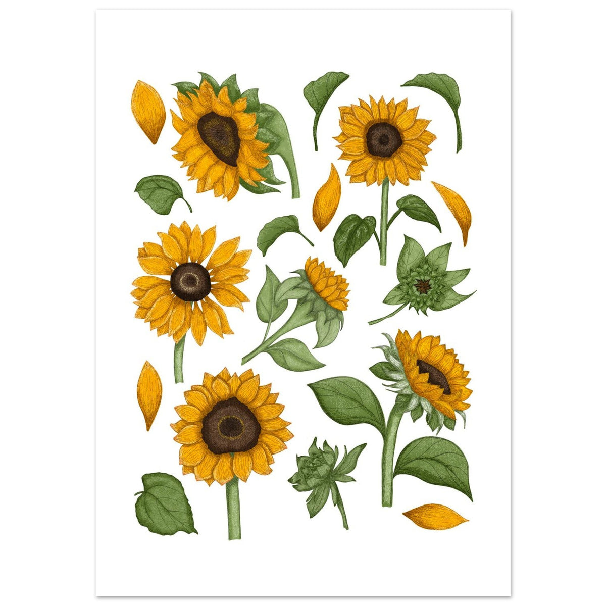 Unframed sunflower print on a white background