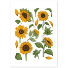 Unframed sunflower print on a white background
