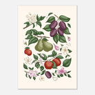 Unframed orchard fruit art print featuring figs, plums, apples, pears and green foliage on a warm off-white background